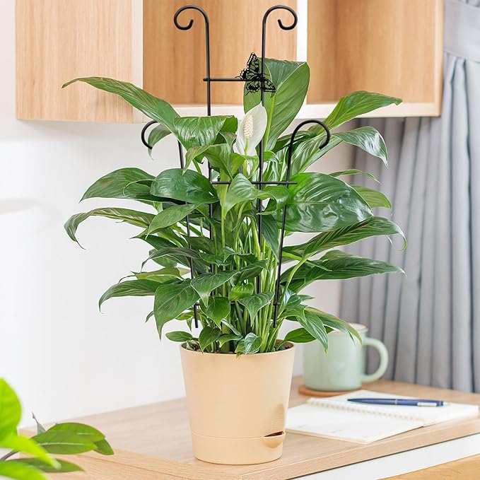 23in Plant Trellis Indoor, Trellis for Potted Plants with Butterfly, Garden Trellis Climber Support for Climbing Plants Pothos Hoya Vine