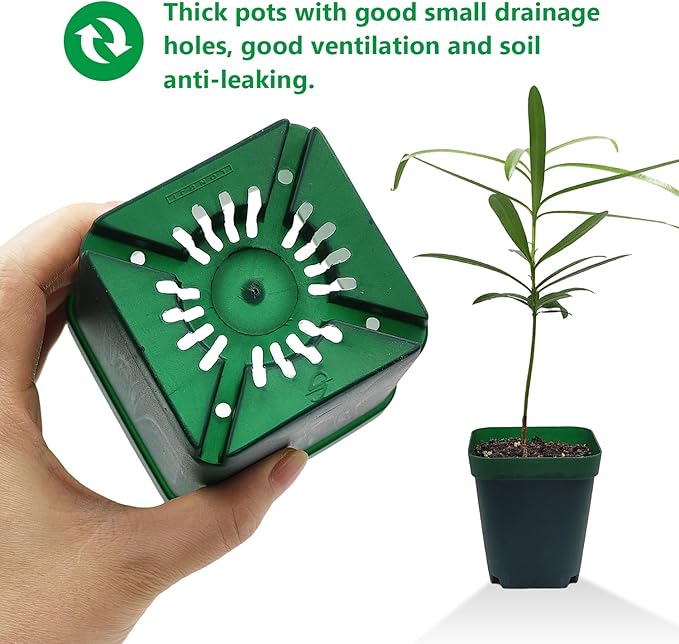 Square Nursery Succulent Pots 4 Inches 60 Pcs Deep Flower Plant Nursery Seedling Grow Pots Plastic with Drainage (Green, 4Inches, 60Pcs)