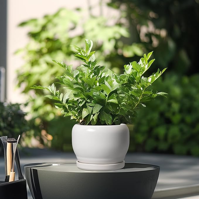 SQOWL Ceramic Flower Pots - 6 Inch Plant Pot Indoor Outdoor, Ceramic Planter with Drainage Hole and Saucer, Modern Round Succulent Planter, Bookshelf Decor, House Warming Gifts New Home, White