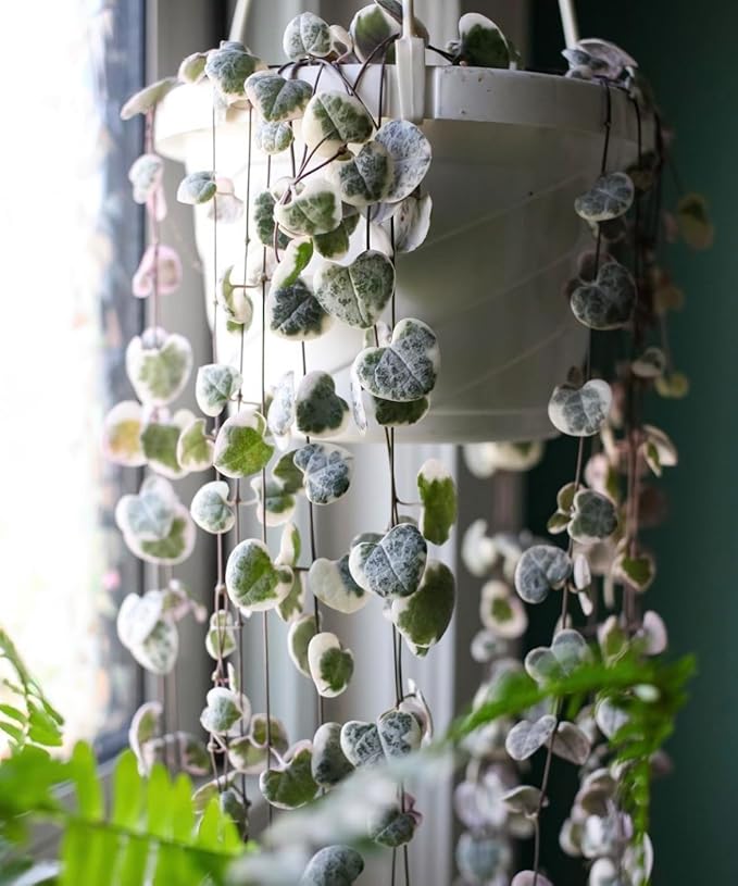 The HC Companies 12 Inch Euro Hanging Planters, Lightweight UV-Resistant Plastic Hanging Planters for Indoor & Outdoor Plants, 2-Pack Hanging Flower Pots for Garden, Patio & Home Decor, Clay