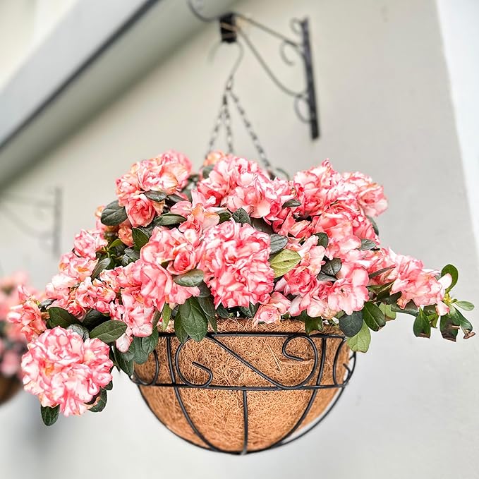 LaLaGreen Hanging Planter for Outdoor Plants (14 Inch, 6 Pack) Hanging Baskets with Coco Liner, Black Metal Wire Flower Basket Pots with Hook Hanger Balcony Porch Farmhouse Country Style Garden Decor