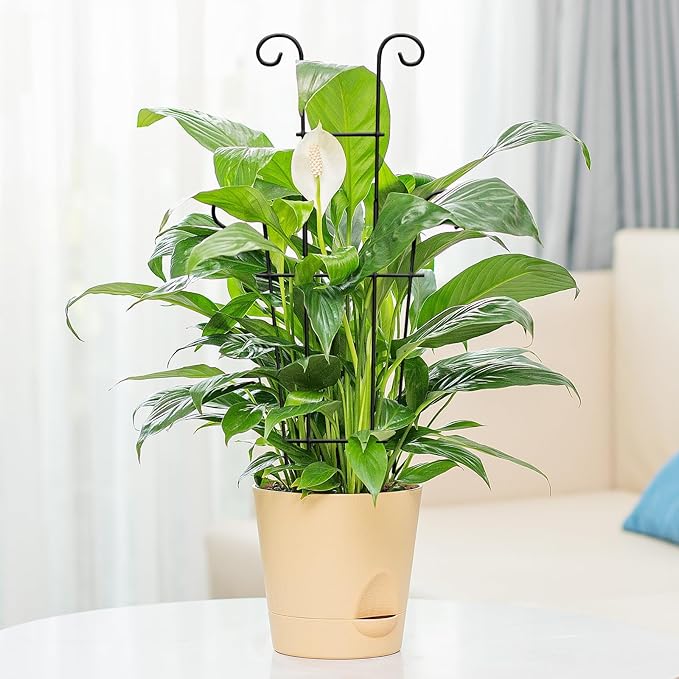 4P Plant Trellis for Potted Plants, Larger 23in Garden Trellis for Climbing Plants Indoor Outdoor, Rustproof House Plant Support Stakes for Pothos Hoya Ivy Flower