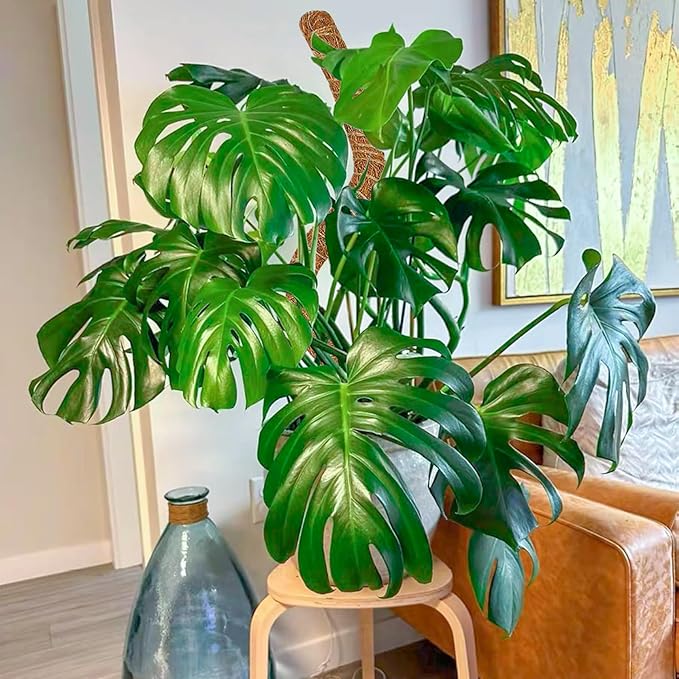 2 Pack 28 Inch Moss Pole Monstera Plant Support, Coir Moss Poles for Climbing Indoor Plants, Bendable Plant Stake Trellis for Potted Plant, Pothos, Philodendron