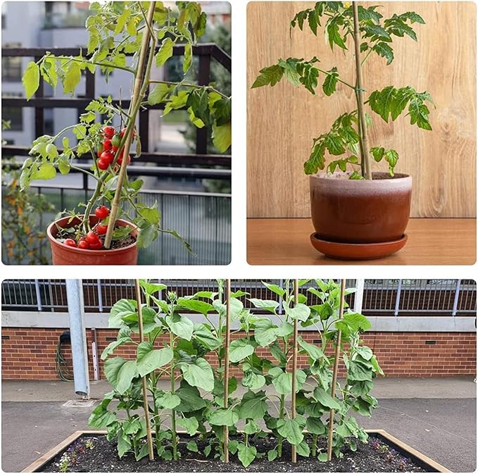 25pcs 1/2" D Thicker Heavy Duty Bamboo Stakes, 4.75FT Plant Stakes, Natural Garden Stakes for Tomato, Bean, Flowers,Trees Potted and Climbing Plant Support