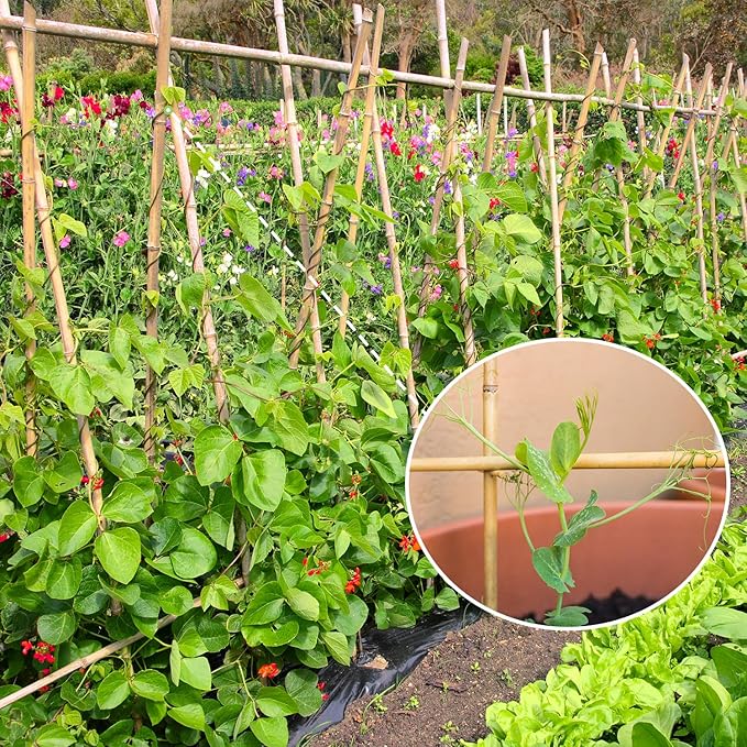 Plant Stakes,4.8FT Longer Sturdy Natural Bamboo Garden Stakes,GAGINANG 20Pcs Bamboo Sticks Trellis Support for Tomato, Vegetables Beans Trees Climbing Plants